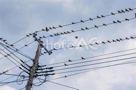 蛇山火事|電線にとまる鳥、ときには感電する 山火事の原因に。